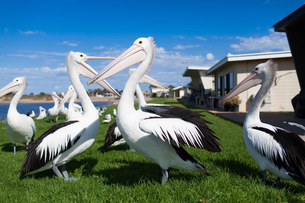 Modra'S Apartments Tumby Bay Bagian luar foto